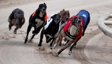 greyhound racing